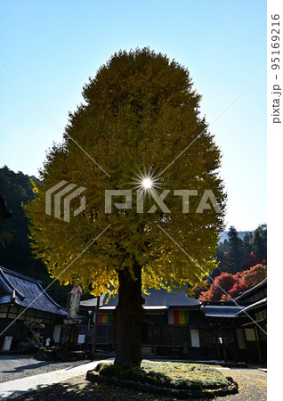 宇土観音 弘誓寺のイチョウ 95169216