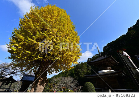 宇土観音 弘誓寺のイチョウ 宇土観音 弘誓寺のイチョウ 95169222