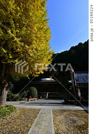 宇土観音 弘誓寺のイチョウ 宇土観音 弘誓寺のイチョウ 95169224