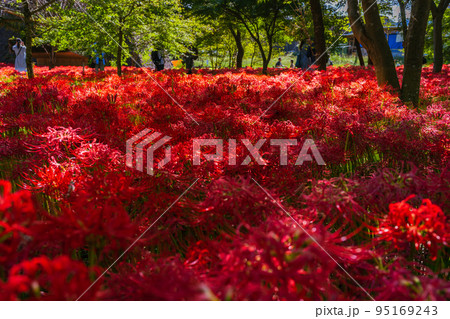 秩父巾着田に咲く曼珠沙華の花 95169243
