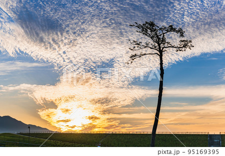 陸前高田　奇跡の一本松　朝景 95169395