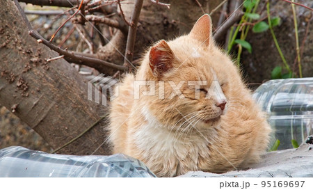 お昼寝のトラ猫 95169697