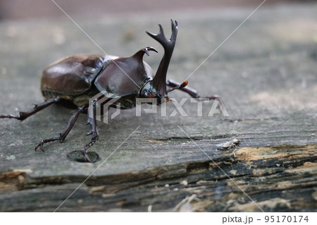 夏のむつみ昆虫王国、八月、カブト虫 95170174