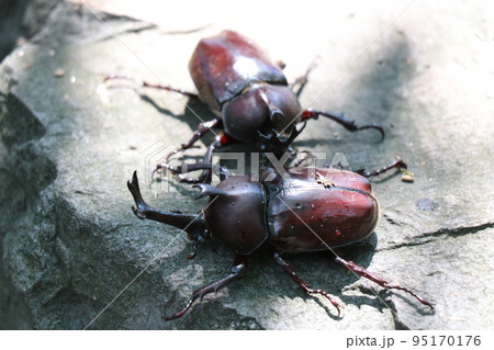 夏のむつみ昆虫王国、八月、カブト虫 95170176