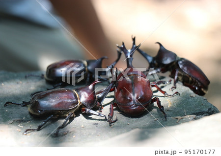 夏のむつみ昆虫王国、八月、カブト虫 95170177