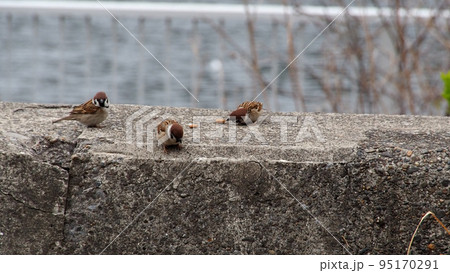 猫餌のカリカリを食べに来たスズメ 95170291