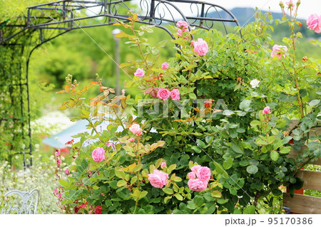 バラの花 羽衣 バラの花 羽衣 95170386