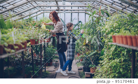 Young entrepreneur greenhouse owner is watering plants in her hothouse while her cute little child is helping her. Family business, parenting and growing plants concept. Young entrepreneur greenhouse owner is watering plants in her hothouse while her cute little child is helping her. Family business, parenting and growing plants concept. 95170461