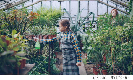Serious child in apron is watering flowers using spray bottle while her young mother is working in spacious greenhouse. Family business, interesting hobby and people concept. Serious child in apron is watering flowers using spray bottle while her young mother is working in spacious greenhouse. Family business, interesting hobby and people concept. 95170462