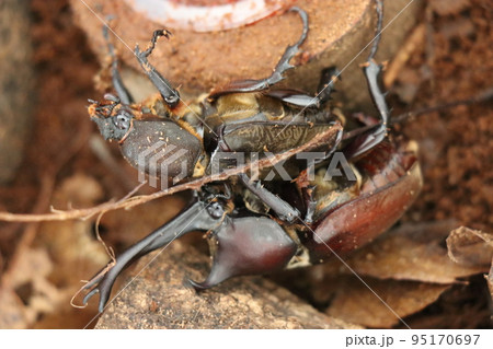 ケースの中で交尾するカブト虫 ケースの中で交尾するカブト虫 95170697