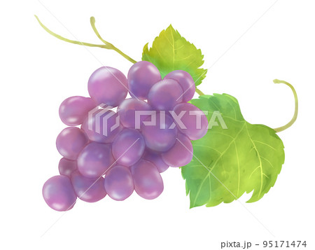 赤ぶどうの水彩手描きイラスト 95171474