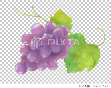 赤ぶどうの水彩手描きイラスト 95171474