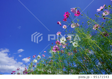 まだ蕾が多いコスモス畑で紺碧の空をローアングルで見上げる 95171543
