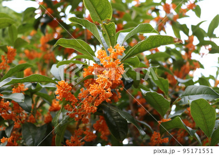 キンモクセイ 95171551