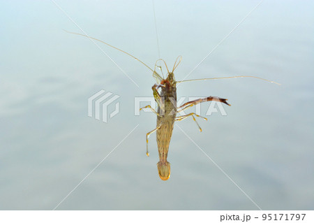 ハリ掛かりして空中まで釣りあげられたテナガエビ 95171797