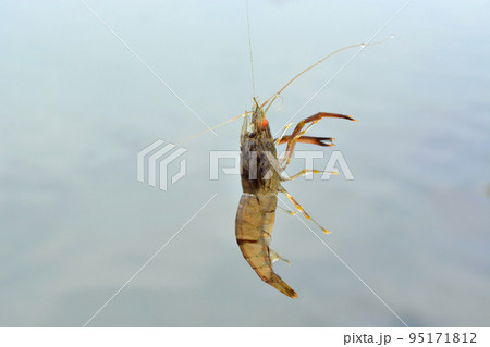 ハリ掛かりして空中まで釣りあげられたテナガエビ 95171812