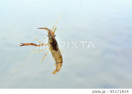 ハリ掛かりして空中まで釣りあげられたテナガエビ ハリ掛かりして空中まで釣りあげられたテナガエビ 95171814