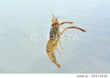 ハリ掛かりして空中まで釣りあげられたテナガエビ ハリ掛かりして空中まで釣りあげられたテナガエビ 95171816