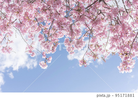 桜と透き通った青空 95171881