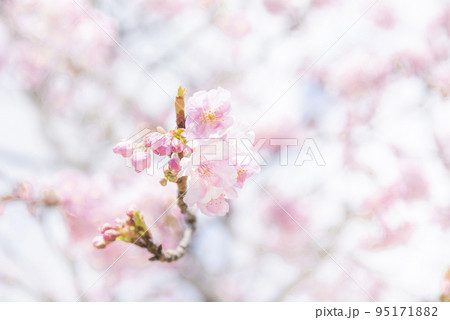 満開の河津桜 95171882