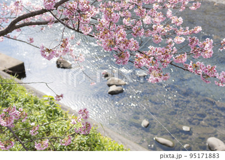 春の小川と満開の桜 95171883