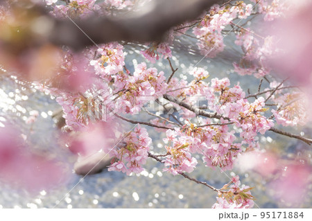 川と桜 95171884