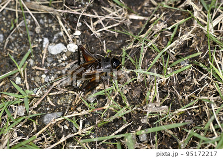 エンマコオロギ 95172217