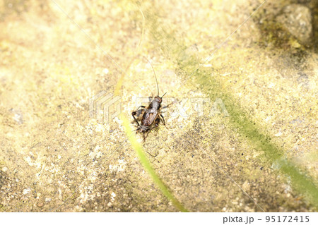 マダラスズ マダラスズ 95172415