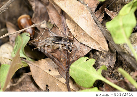 ミツカドコオロギ ミツカドコオロギ 95172416