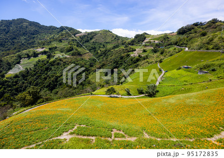 Orange day lily flower field in Taimali Kinchen Mountain in Taitung 95172835