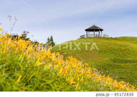 Orange day lily flower field in Taimali Kinchen Mountain in Taitung 95172836