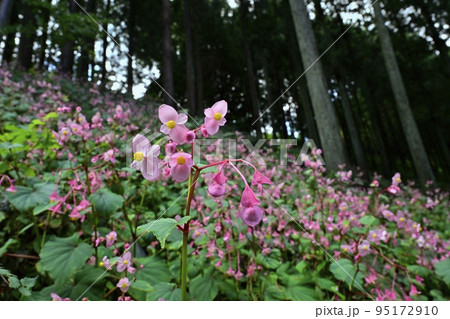 埼玉県ときがわ町椚平の花咲く秋海棠群生地 95172910