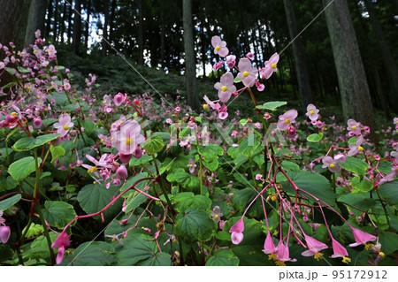埼玉県ときがわ町椚平の花咲く秋海棠群生地 95172912