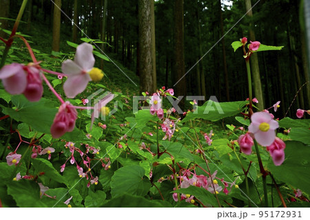 埼玉県ときがわ町椚平の花咲く秋海棠群生地 95172931