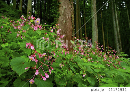 埼玉県ときがわ町椚平の花咲く秋海棠群生地 95172932