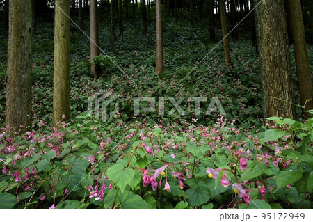 埼玉県ときがわ町椚平の花咲く秋海棠群生地 95172949