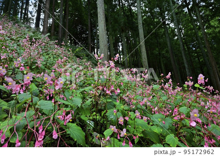 埼玉県ときがわ町椚平の花咲く秋海棠群生地 埼玉県ときがわ町椚平の花咲く秋海棠群生地 95172962
