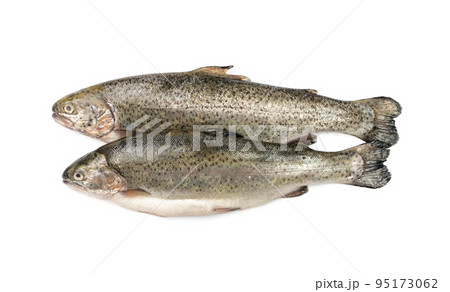 Raw Trout Isolated 95173062