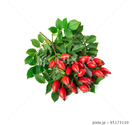 Wild Rose Twig Isolated, Rose Hip Branch with Red Berries, Rosehip Fruits 95173130