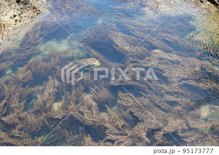 岩礁性海岸に広がる藻場 95173777