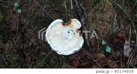 ツチカブリ 95174939