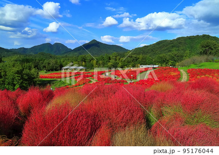 【香川県】晴天のコキアの紅葉(国営讃岐まんのう公園) 【香川県】晴天のコキアの紅葉(国営讃岐まんのう公園) 95176044