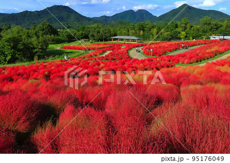 【香川県】晴天のコキアの紅葉(国営讃岐まんのう公園) 【香川県】晴天のコキアの紅葉(国営讃岐まんのう公園) 95176049