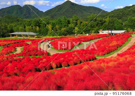 【香川県】晴天のコキアの紅葉(国営讃岐まんのう公園) 【香川県】晴天のコキアの紅葉(国営讃岐まんのう公園) 95176068