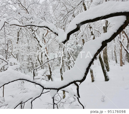 冬景色 木の枝に積もる雪 冬景色 木の枝に積もる雪 95176098