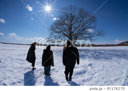 ハルニレの木 冬の寒さ 友と共に ハルニレの木 冬の寒さ 友と共に 95176270