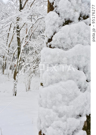 雪の降る森 木に付着した雪 雪の降る森 木に付着した雪 95176277
