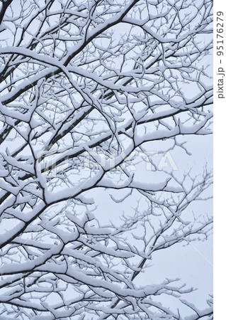 雪の背景 木の枝に積もる雪 雪の背景 木の枝に積もる雪 95176279