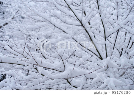 雪の背景 木の枝に積もる雪 雪の背景 木の枝に積もる雪 95176280