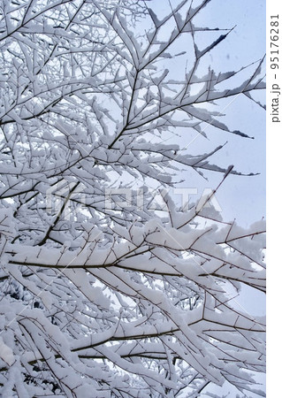 雪の背景 木の枝に積もる雪 雪の背景 木の枝に積もる雪 95176281